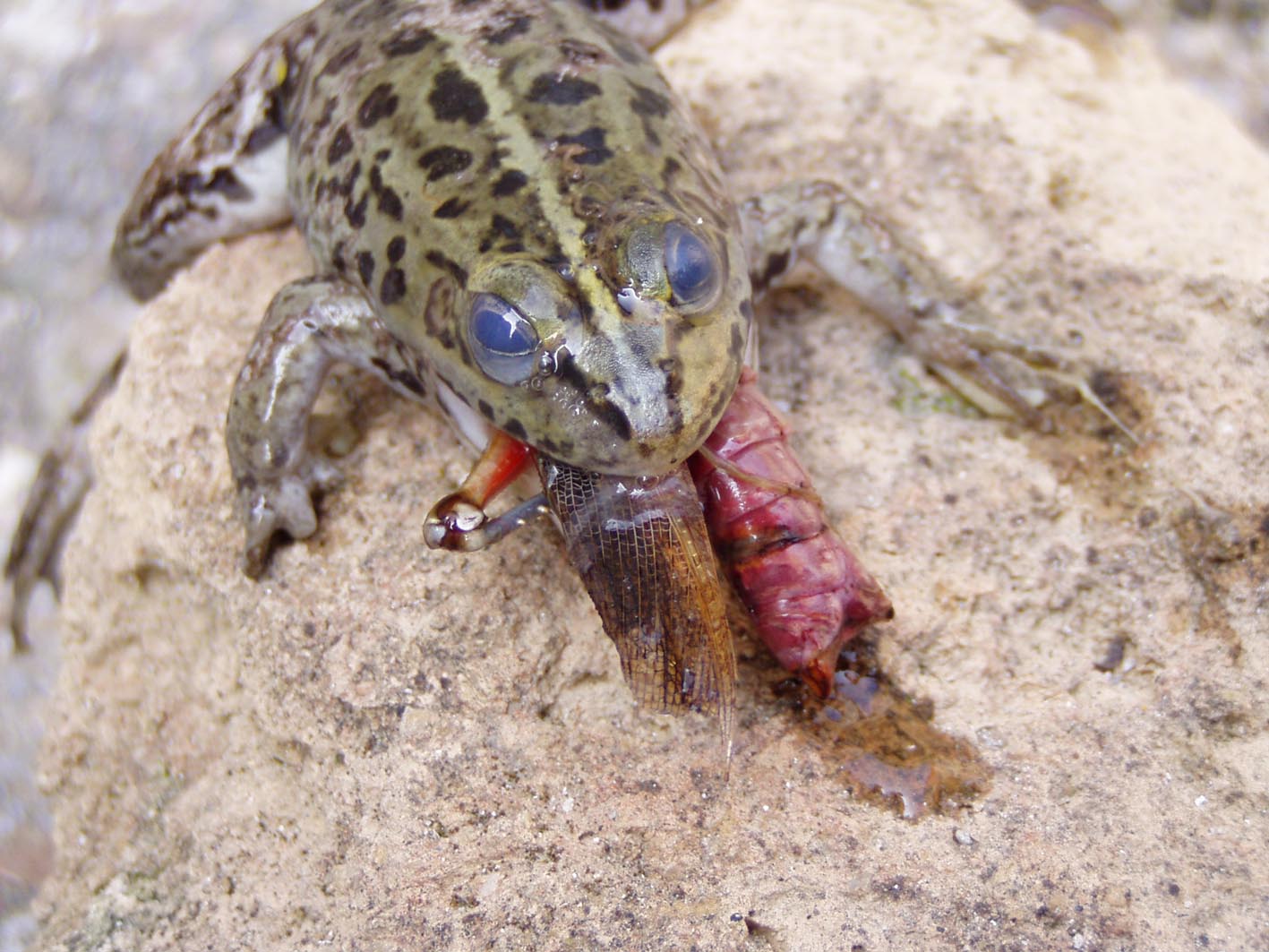 Strana morte per una rana
